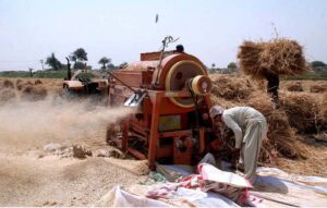 Farmers cutting wheat crop with the help of Thrasher at their field as wheat thrashing season starts.
