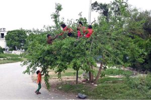 Children collecting Mulberry fruits from a tree at G-7 area.
