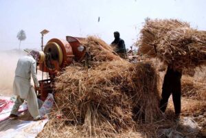 Farmers cutting wheat crop with the help of Thrasher at their field as wheat thrashing season starts.
