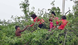 Children collecting Mulberry fruits from a tree at G-7 area.