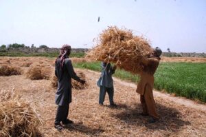 Farmers cutting wheat crop with the help of Thrasher at their field as wheat thrashing season starts.