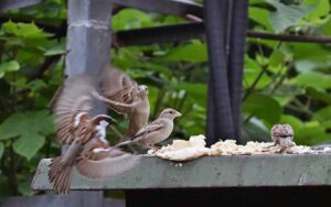Sparrows feeding on pieces of bread left on a rooftop for mercy.