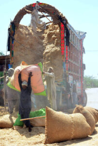 Labourers busy in unloading the chaff (husk from wheat) from delivery truck at Qasimabad.