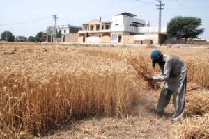 Farmers cutting wheat crop with the help of Thrasher at their field as wheat thrashing season starts.