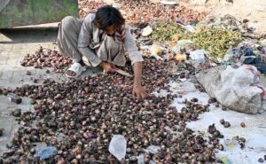A gypsy person searching vegetables from garbage that discarded by vendors at Vegetables Market Road.