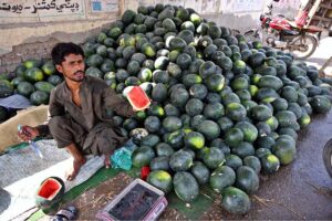 A vendor displays fresh watermelons for sale, aiming to attract customers on Allahabad Road as the summer heat intensifies
