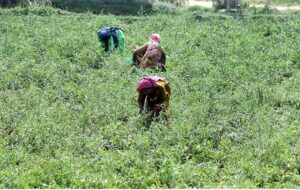 Women farmers busy colleting tomatoes from field near Larkana-Ratodero Road.