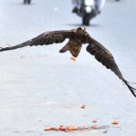 A kite swoops down to grab a piece of meat offered as an act of mercy by people at the roadside in the city