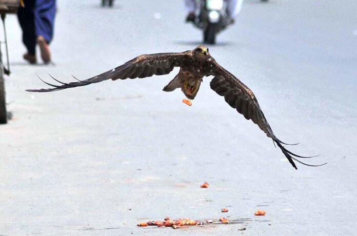 A kite swoops down to grab a piece of meat offered as an act of mercy by people at the roadside in the city