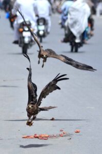 A kite swoops down to grab a piece of meat offered as an act of mercy by people at the roadside in the city