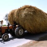 A view of tractor trolley heavily loaded with chaff (husk from wheat) on the way at Larkana-Khairpur Road