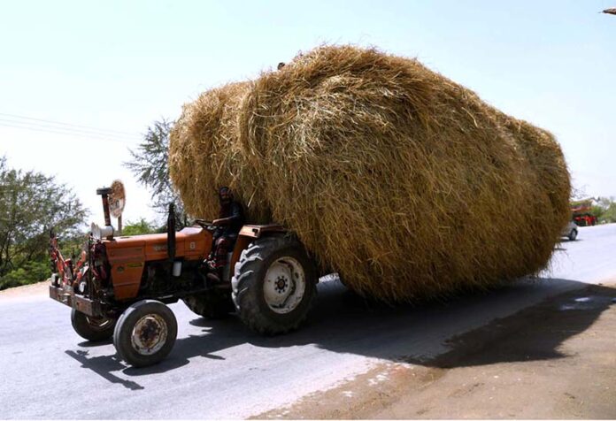 A view of tractor trolley heavily loaded with chaff (husk from wheat) on the way at Larkana-Khairpur Road