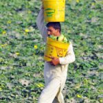 A farmer carrying freshly harvested turai (ridge gourd) in buckets from his field on the outskirts of the city