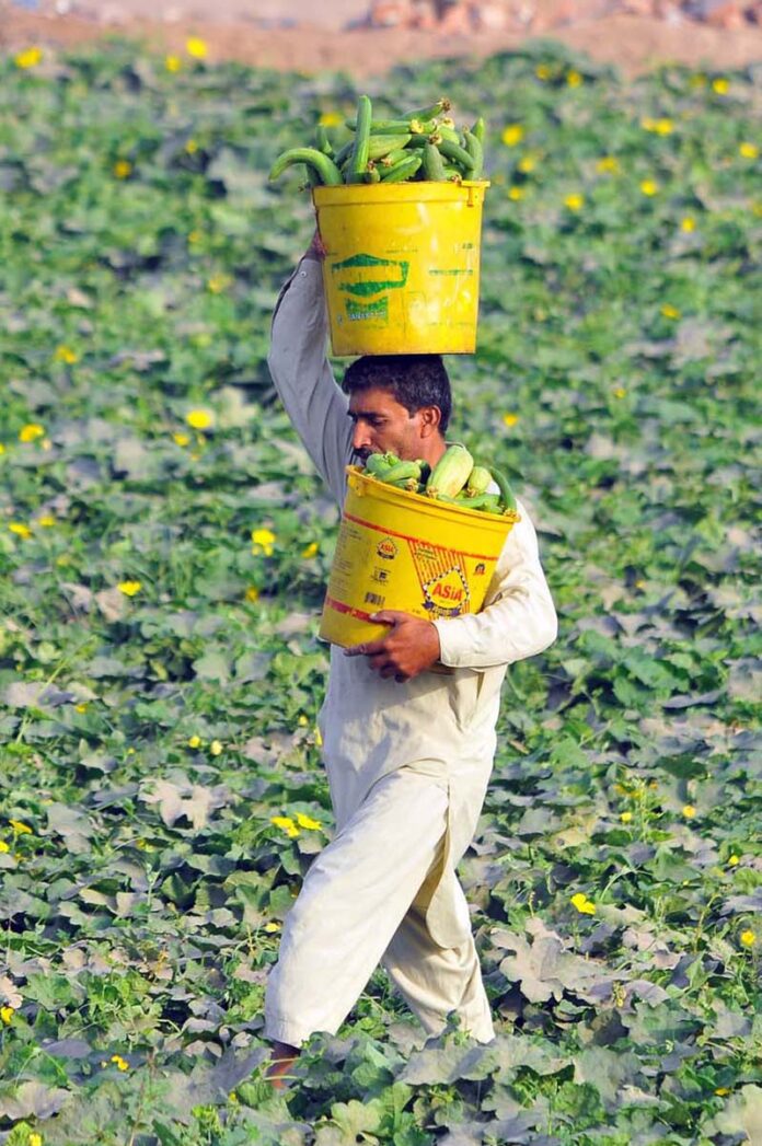 A farmer carrying freshly harvested turai (ridge gourd) in buckets from his field on the outskirts of the city