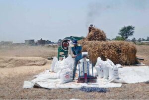 Hardworking farmers in the provincial capital are using modern thresher machine to harvest and clean wheat in the fields.