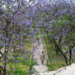 Beautiful blooming flowers fill the trees along the green belt with color,enhancing the natural beauty of the federal capital