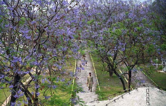 Beautiful blooming flowers fill the trees along the green belt with color,enhancing the natural beauty of the federal capital