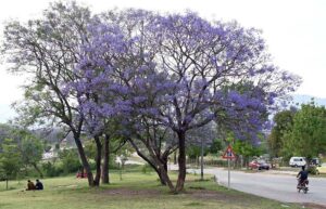 Beautiful blooming flowers fill the trees along the green belt with color,enhancing the natural beauty of the federal capital