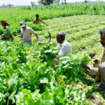 Farmers busy in cutting the spinach crop in their field