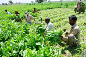 Farmers busy in cutting the spinach crop in their field