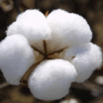 Cotton growers urged to carry out pest scouting twice a week