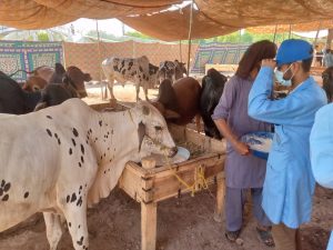 IFA begins health checks in cattle markets ahead of Eid