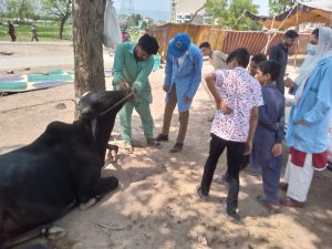 IFA begins health checks in cattle markets ahead of Eid