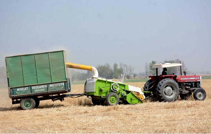Farmer is making wheat husks fodder for animals with a modern machine