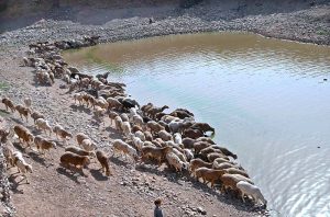 A herd of sheep quenches its thirst by drinking water from a pond in Pandorian during the scorching hot weather in the Federal Capital.