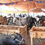 Sacrificial animals displayed to attract customers near Zia Masjid ahead of Eid-ul-Azha in the federal capital