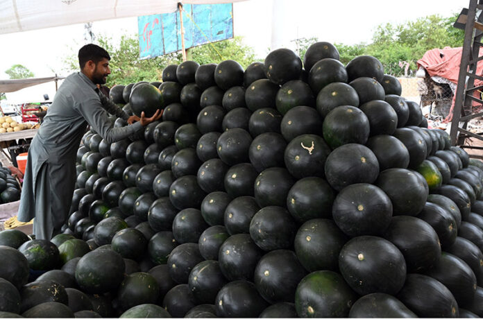 A vendor arranging and displaying watermelons to attract the customers in the Federal Capital