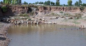 A herd of sheep quenches its thirst by drinking water from a pond in Pandorian during the scorching hot weather in the Federal Capital.