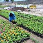 A worker busy in routine work at a local nursery during scorching hot weather in Federal Capital
