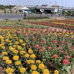 Seasonal flowers in full bloom create a colorful view enhancing the beauty along Faizabad Road in the federal capital