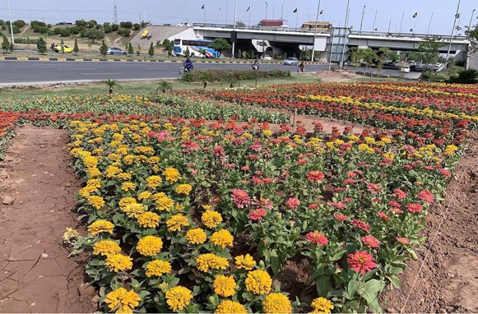 Seasonal flowers in full bloom create a colorful view enhancing the beauty along Faizabad Road in the federal capital