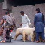 Vendors displaying and selling sacrificial animals to attract the customers in connection with upcoming Eid-ul- Azha