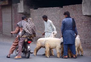Vendors displaying and selling sacrificial animals to attract the customers in connection with upcoming Eid-ul- Azha