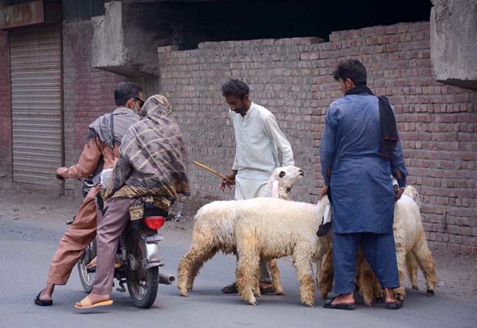 Vendors displaying and selling sacrificial animals to attract the customers in connection with upcoming Eid-ul- Azha