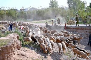 A herd of sheep quenches its thirst by drinking water from a pond in Pandorian during the scorching hot weather in the Federal Capital.