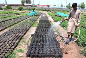 A worker busy in routine work at a local nursery during scorching hot weather in Federal Capital