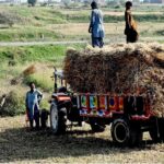 Laborers busy loading bundles of harvested wheat crop onto a tractor-trolley in the Federal Capital
