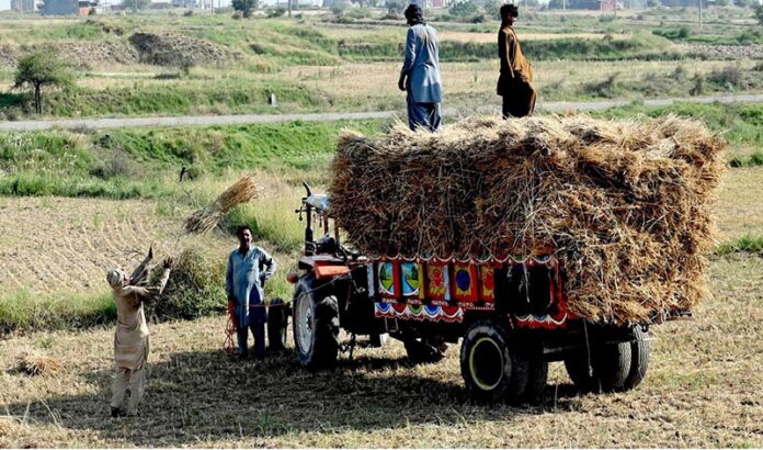 Laborers busy loading bundles of harvested wheat crop onto a tractor-trolley in the Federal Capital