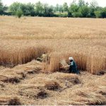 Farmers are toiling under the sun as they harvest golden wheat, as the wheat harvesting season is boom in central Punjab