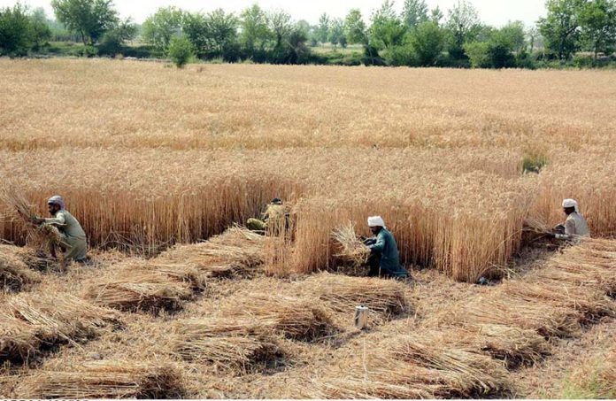 Farmers are toiling under the sun as they harvest golden wheat, as the wheat harvesting season is boom in central Punjab