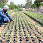 A worker busy planting saplings at a local nursery near H-9 in the Federal Capital