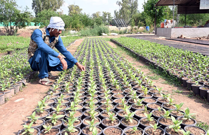 A worker busy planting saplings at a local nursery near H-9 in the Federal Capital