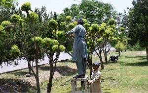 Gardeners busy cutting a tree at roadside green belt
