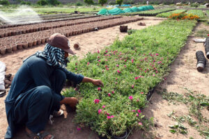 A worker busy planting saplings at a local nursery near H-9 in the Federal Capital