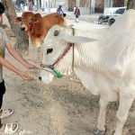 A young boy feeds to displayed sacrificial animals on the roadside stall as Eidul Azha approaching in the city