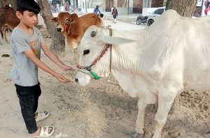 A young boy feeds to displayed sacrificial animals on the roadside stall as Eidul Azha approaching in the city
